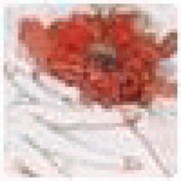 Williamdwect