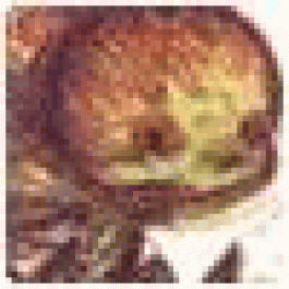 Marcuslic