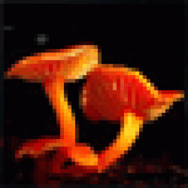 DonaldBut