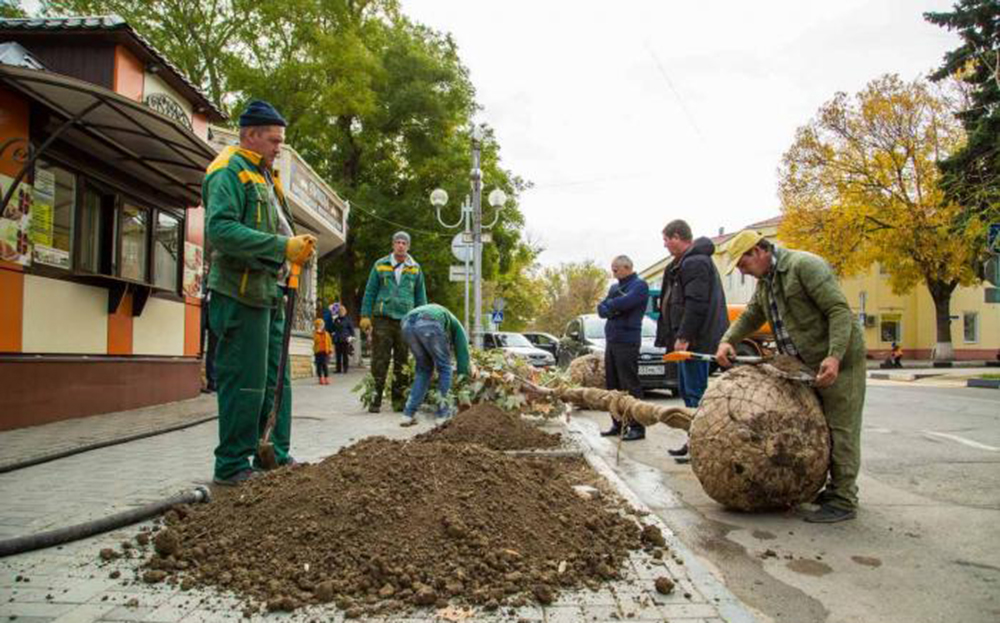 В Анапе основали кленовую аллею